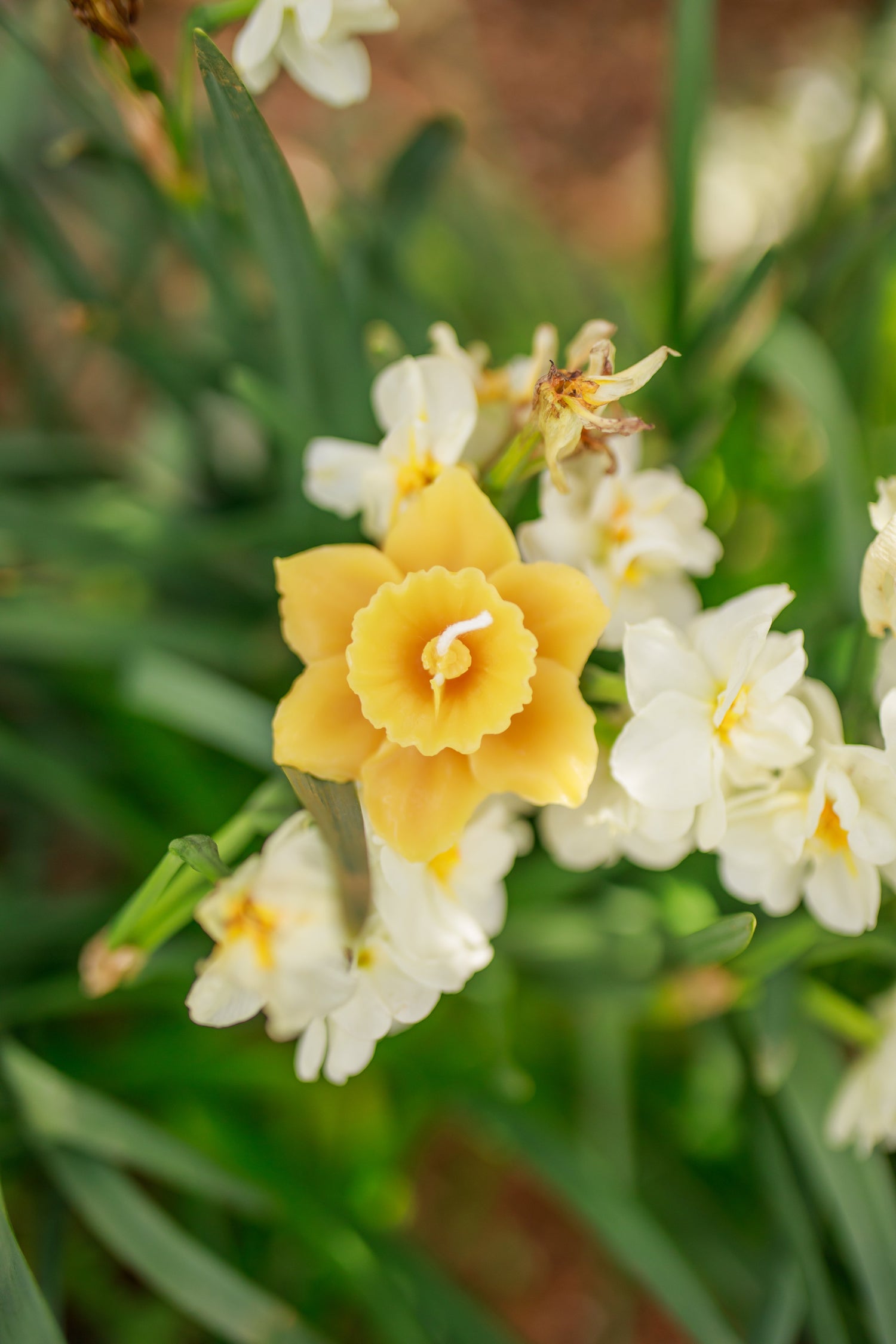 Pure Beeswax Daffodil Floating Candles
